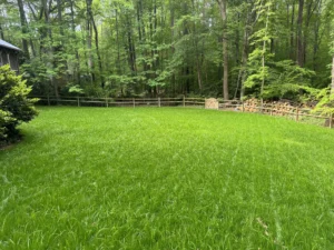A vibrant green backyard in Raleigh, transformed by MWM Landscaping’s hydroseeding, is surrounded by tall trees and a wooden fence, creating a perfect play space for kids.