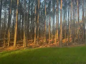 A dense, overgrown forested area in Durham with tall pine trees, scattered fallen branches, and a thick layer of pine needles covering the ground. A white house is partially visible on the left side, and a white marker is seen in the foreground.