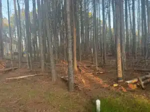 A cluttered front yard in Durham featuring numerous tall pine trees, fallen logs, and a ground covered with pine needles. The area appears untamed with a mix of green grass and debris, and a house is faintly visible in the background.
