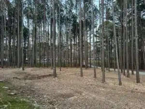 View of a freshly mulched pine forest area in Durham, NC, with cleared underbrush and visible wood chips on the ground.