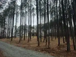 Gravel driveway leading to a white home surrounded by pine trees, with all ground vegetation cleared through forestry mulching in Durham