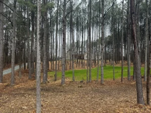 Mulched pine forest clearing with emerging green grass and improved visibility around the property in Durham, NC.