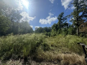 Overgrown lot in Durham NC before forestry mulching with dense brush, vines, and small trees making the property inaccessible.
