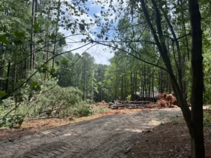 Phase 1 clearing in progress: MWM Landscaping & Grading crew performing forestry mulching on 3 acres of heavily wooded land at Olde Creedmoor, preparing the site for grading and development.