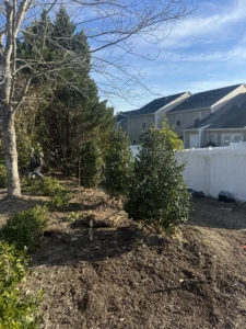 Evergreen Holly trees professionally planted by MWM Landscaping & Grading in Creedmoor, NC for an HOA landscape refresh. Hardy, low-maintenance screening provides privacy, wind protection, and a polished look that thrives in the Triangle climate.