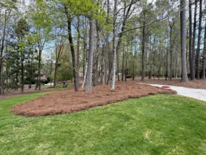 Completed landscape refresh with fresh pinestraw mulch applied in the front yard beds at Treyburn Country Club, Durham