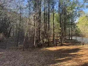 Overgrown Property Before Forestry Mulching in Stem, NC